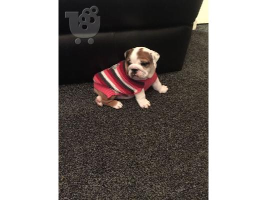 καθαρό αγγλικό μπουλντόγκ ένα αρσενικό κουτάβι και ένα κουτάβι σκύλου κουταβιού...